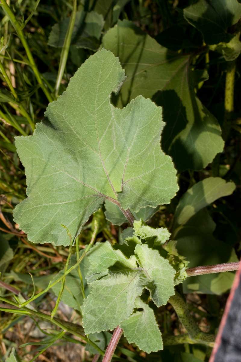 Xanthium orientale / Nappola orientale